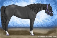 Horse Color:Blue Roan 