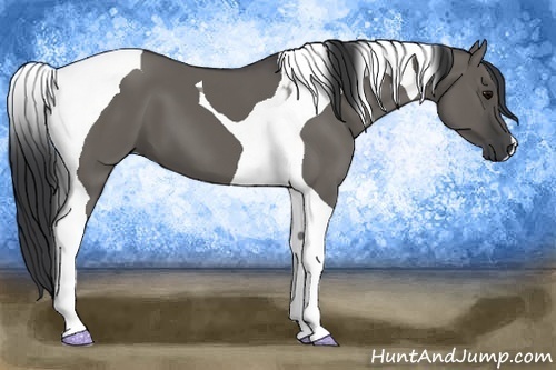 Horse Color: Grullo Tobiano 