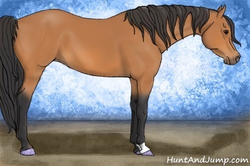 Horse Color: Bay 