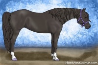 Horse Color:Smoky Black