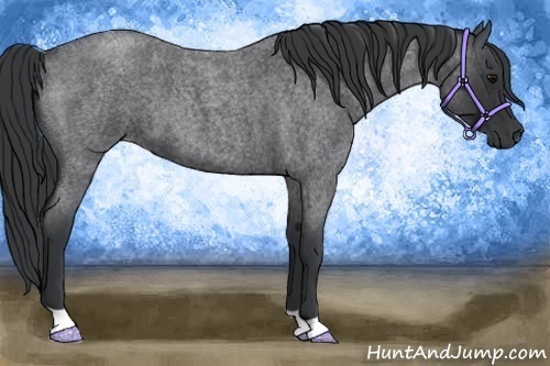 Horse Color: Blue Roan 