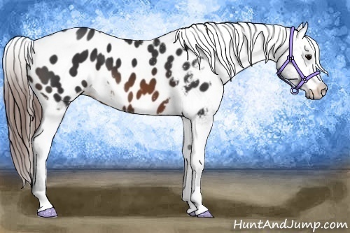 Horse Color: Brown Blanket 