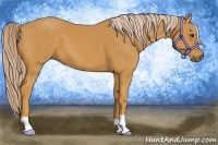 Horse Color:Palomino
