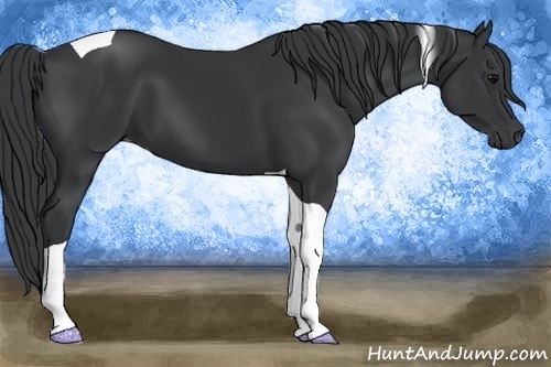 Horse Color: Black Tobiano 