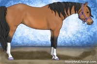 Horse Color:Bay 