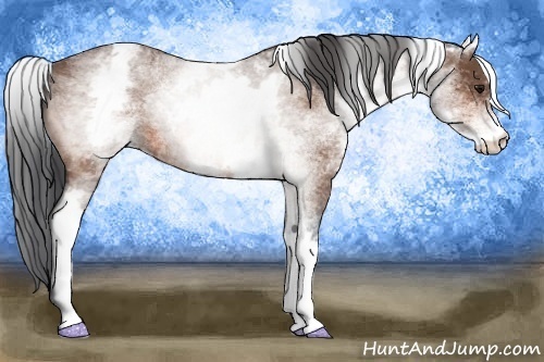 Horse Color: White Spotted Bay Roan 
