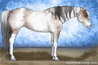 Horse Color:White Spotted Bay Roan 