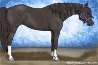 Horse Color:Smoky Black