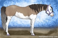 Horse Color:Classic Champagne Splash 