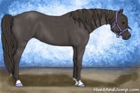 Horse Color:Smoky Blue Roan 