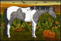 Horse Color:Grullo Ice Tobiano