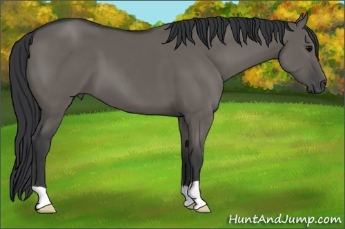 Horse Color: Grullo 