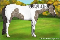 Horse Color:Smoky Grullo Ice Tobiano 