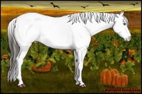 Horse Color:White Spotted Smoky Grullo Ice Splash Tobiano 