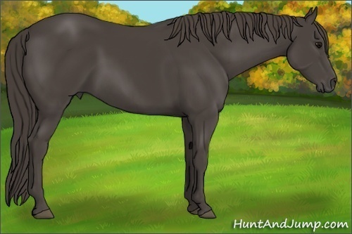 Horse Color: Smoky Black 