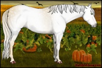 Horse Color:Gray Gold Cream Champagne 