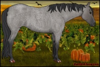 Horse Color:Grullo Roan 