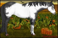 Horse Color:Black Frame 