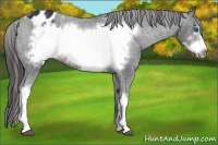Horse Color:Brown Frame Appaloosa 