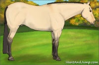 Horse Color:Buckskin Roan Dun