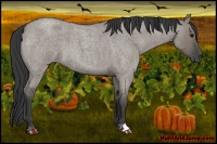 Horse Color:Grullo Roan 