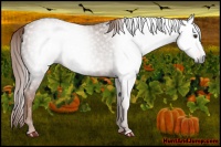 Horse Color:Gray Chestnut Rabicano 