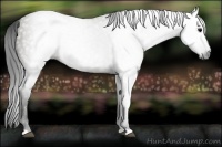 Horse Color:Gray Grullo 