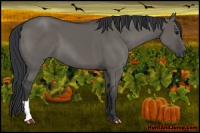 Horse Color:Grullo 