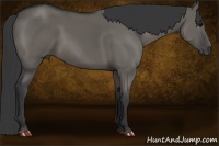 Horse Color:Grullo 