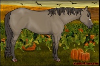 Horse Color:Smoky Grullo 