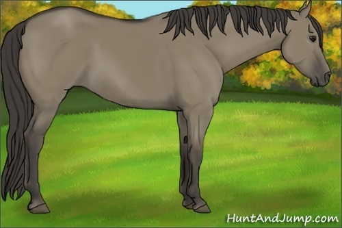 Horse Color: Smoky Grullo 