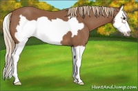 Horse Color:Chestnut Splash Frame 