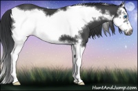 Horse Color:Black Splash Frame 