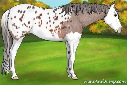 Horse Color:Bay Splash Appaloosa