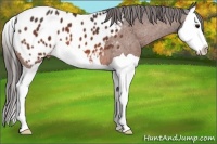 Horse Color:Bay Splash Appaloosa 