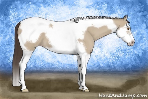 Horse Color:Classic Champagne Dun Splash Tobiano Frame