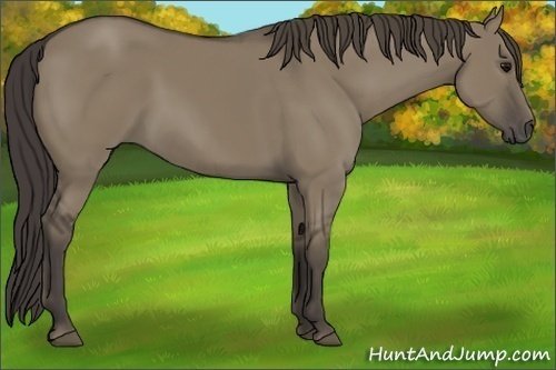 Horse Color:Smoky Grullo 