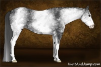 Horse Color:White Spotted Black 