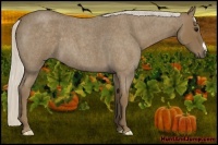 Horse Color:Silver Smoky Blue Roan 