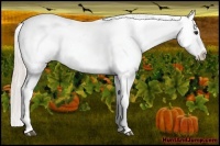 Horse Color:Silver Bay Appaloosa 