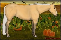Horse Color:Silver Buckskin 