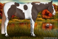 Horse Color:Liver Chestnut Splash Tobiano 