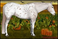 Horse Color:Red Roan Splash Appaloosa 