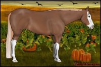 Horse Color:Chestnut Splash 