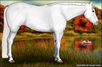 Horse Color:Silver Brown Roan Appaloosa 