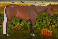 Horse Color:Silver Brown 