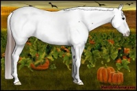 Horse Color:Bay Splash Appaloosa 