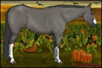 Horse Color:Grullo Roan 