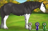 Horse Color:Smoky Black Splash 