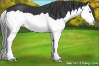Horse Color:Black Splash